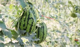 今日吃瓜热门大瓜必看大瓜网红,揭秘网红大瓜，吃瓜群众必看！